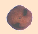 coquetel