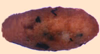 croquete_25